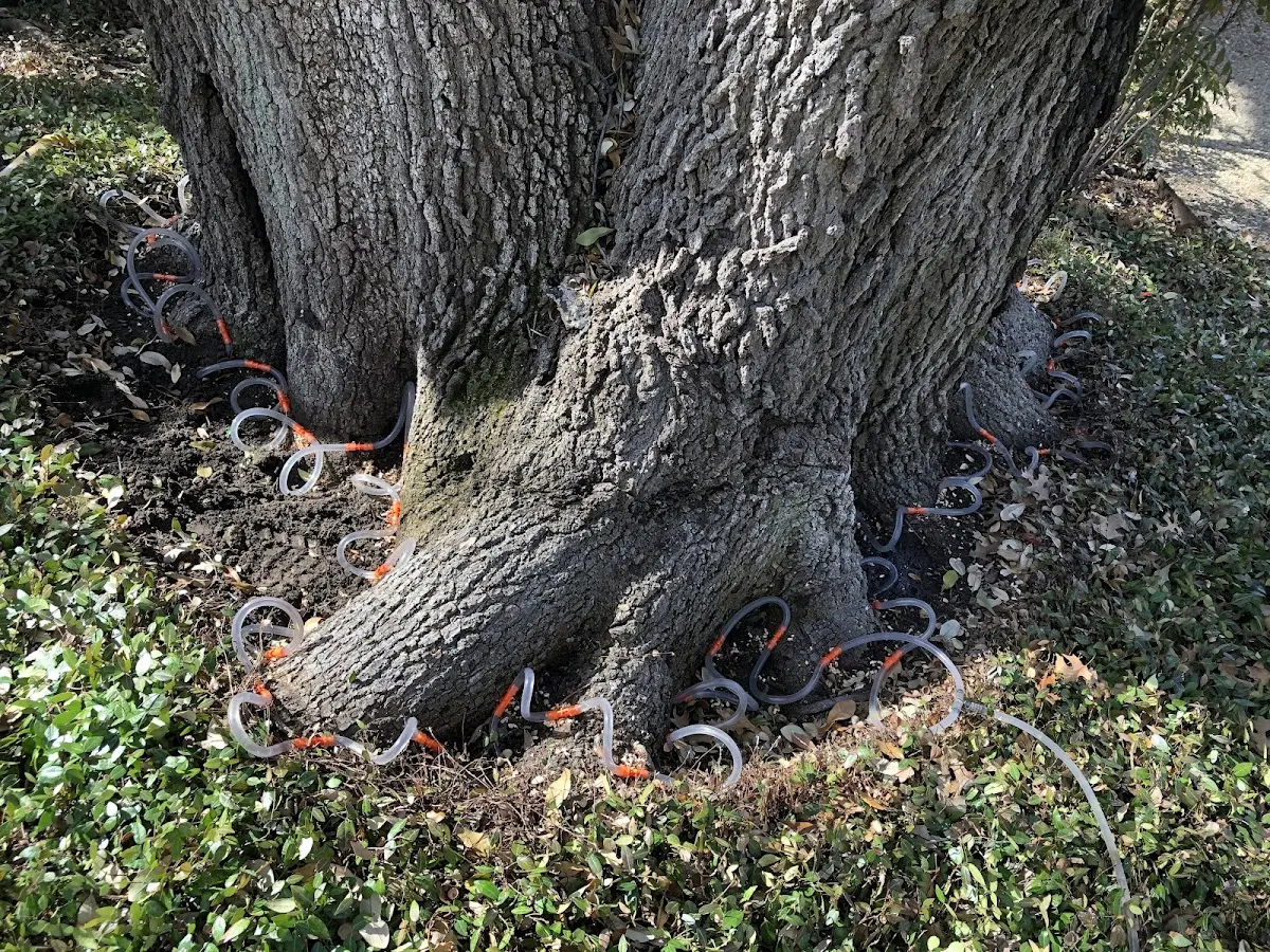 Detailed Tree Cabling and Bracing job site in Unionville Center