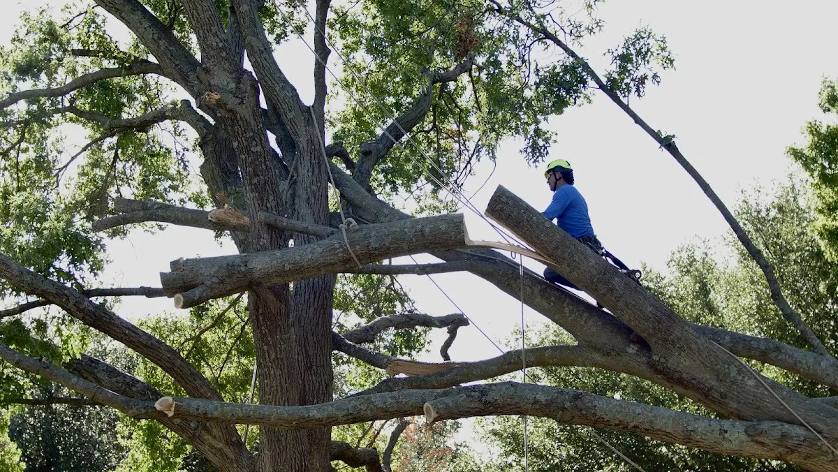 Professional Crown Thinning performed by certified arborists in Unionville Center