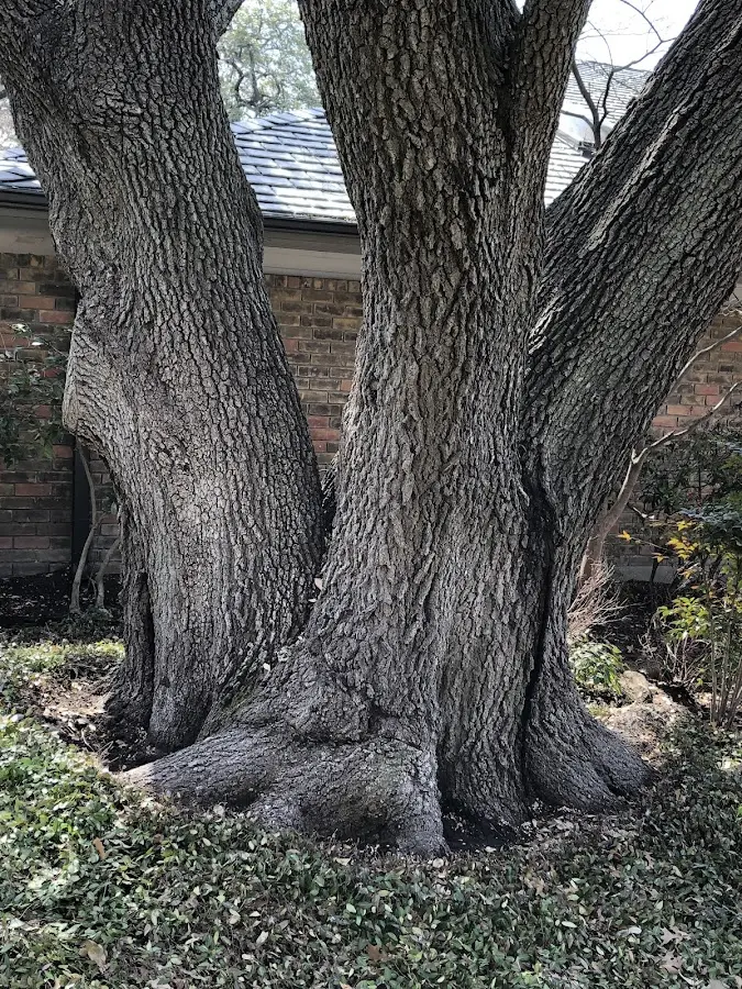 Mature heritage tree close to a Unionville Center property cared for by certified arborists